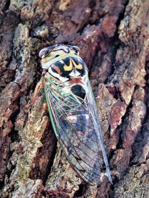 cicada bug cicada bug